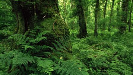 Forest ireland ferns wallpaper