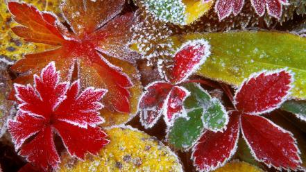Forest leaves frosty wallpaper