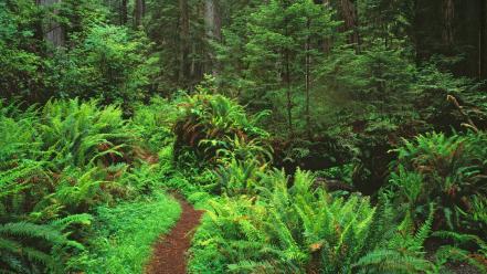Landscapes forest california trail ferns national park wallpaper