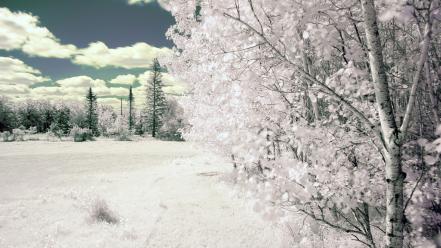 Landscapes nature trees snow wallpaper