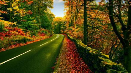 Nature trees path roads wallpaper