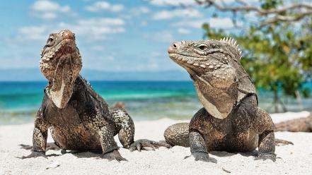 Ocean landscapes animals lizards reptiles iguana wallpaper