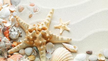Sand starfish seashells white wallpaper