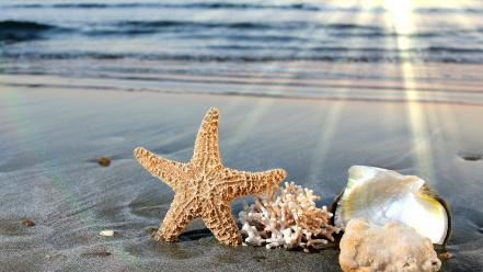 Sunlight starfish seashells depth of field sea wallpaper