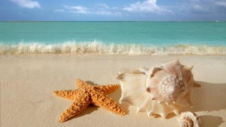 Waves starfish seashells depth of field sea wallpaper