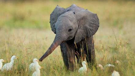 Africa animals baby elephant birds wallpaper