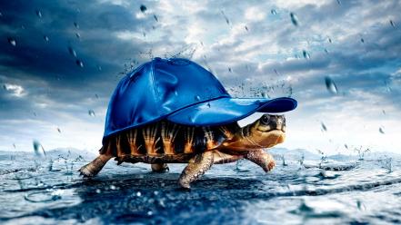 Animals baseball caps tortoises wallpaper