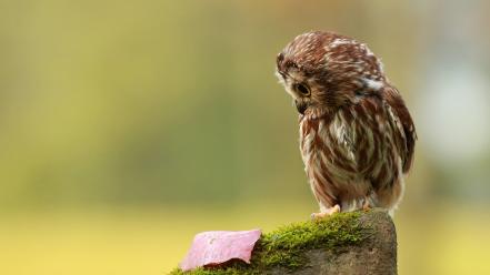 Backgrounds birds brown fallen leaves macro wallpaper