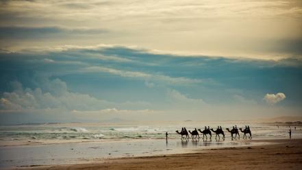 Beaches camels landscapes sea tourism wallpaper