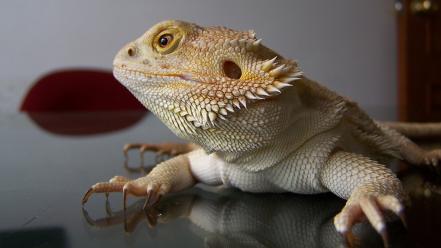 Bearded dragon animals desks lizards reflections wallpaper