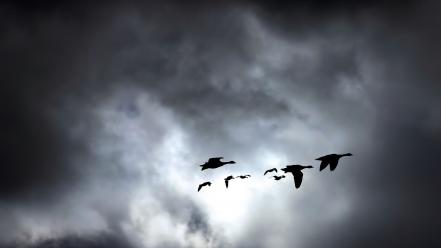 Birds flying geese groups landscapes wallpaper