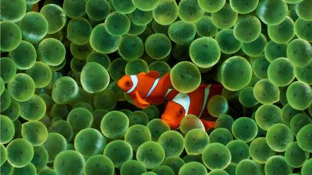 Clownfish coral fish underwater wallpaper