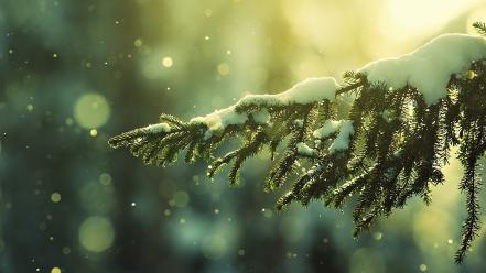 Nature pine trees snow wallpaper