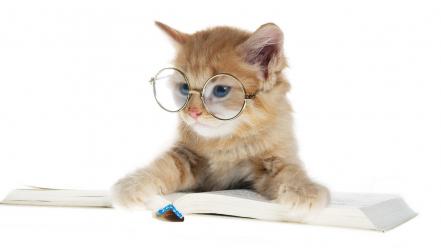 Animals books cats glasses wallpaper
