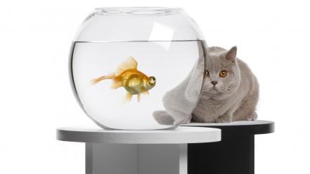 Animals cats fish tank goldfish wallpaper