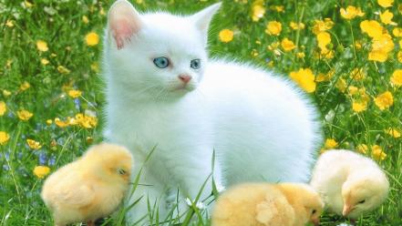 Animals cats kittens nature pets wallpaper