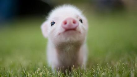 Animals grass piglets pigs wallpaper
