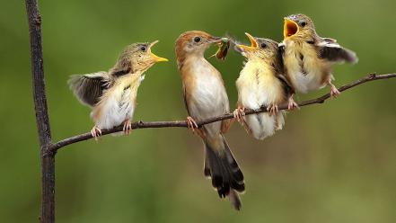 Baby birds nature wildlife wallpaper