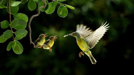 Baby birds wildlife wallpaper