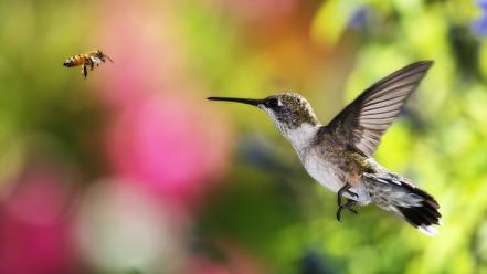 Bees birds blurred background hummingbirds insects wallpaper