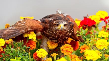 Birds flowers hawks wallpaper