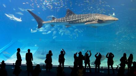 Japan aquarium okinawa whale shark wallpaper