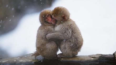 Japanese macaque animals baby cold hugging wallpaper