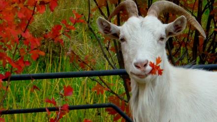 Animals autumn goats leaves wallpaper