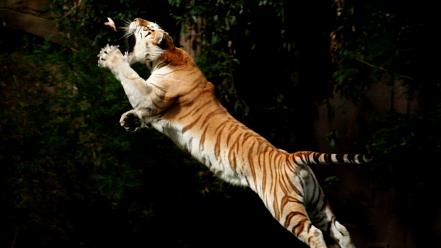 Animals birds jumping tigers wallpaper