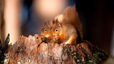 Animals couple love nature squirrels wallpaper