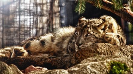 Animals photo manipulation snow leopards wallpaper