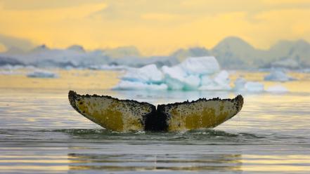 Antarctica capes nordic whales wallpaper