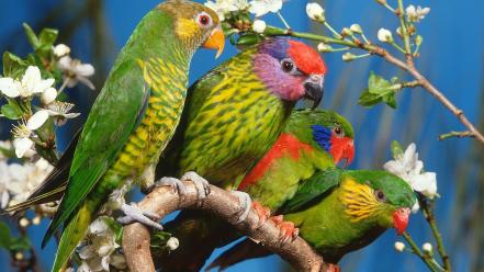 Birds multicolor parrots wallpaper