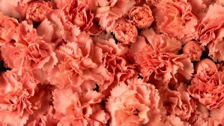 Carnations flowers pink wallpaper