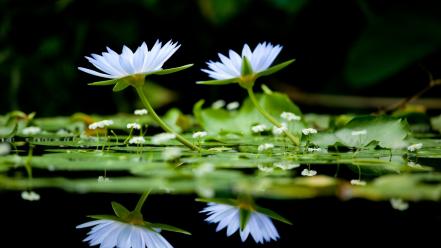 Flowers reflections water lilies white wallpaper