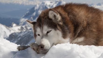 Alaskan malamute animals dogs husky snow wallpaper