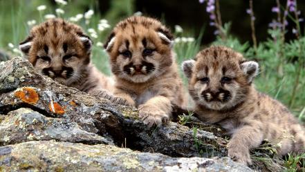 Animals baby cubs mountain lions wallpaper