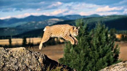 Animals bobcats jumping nature wallpaper