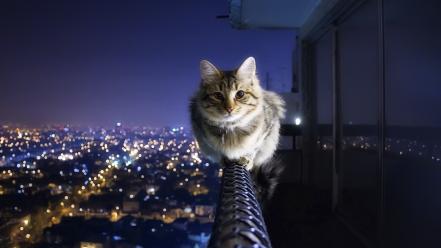 Animals cats cityscapes wallpaper