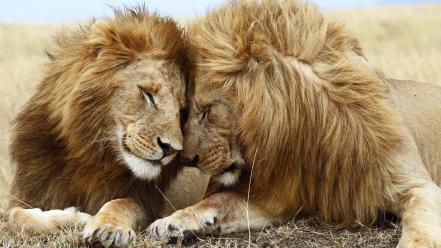 Animals lions love wildlife wallpaper