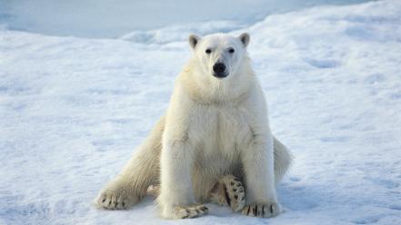 Animals polar bears sitting wallpaper