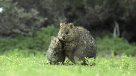 Australia animals baby islands quokka wallpaper