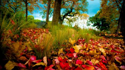 Autumn fallen leaves nature wallpaper