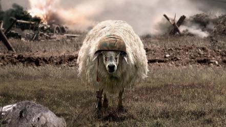 Battlesheep helmets sheep war wallpaper