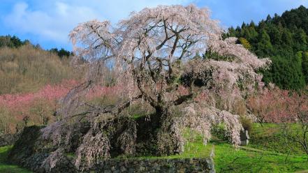 Cherry blossoms flowered trees flowers wallpaper