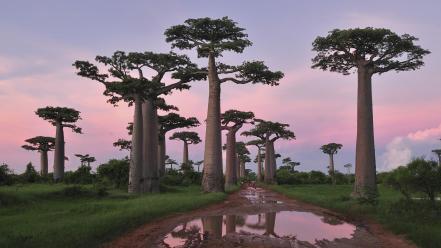 Forests landscapes madagascar nature trees wallpaper