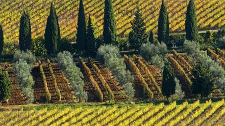 Italy cypress trees vineyard wallpaper