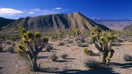 Joshua tree national park nevada trees wallpaper