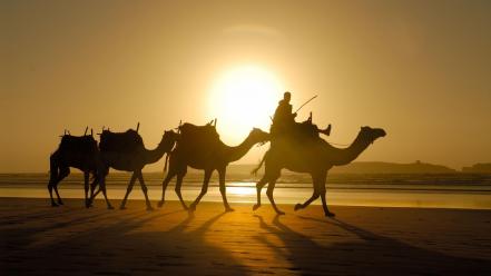 Morocco animals camels sand sunlight wallpaper