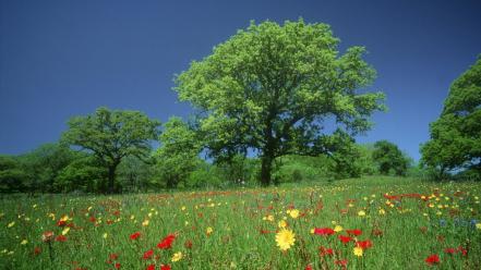 Texas meadows wildflowers wallpaper